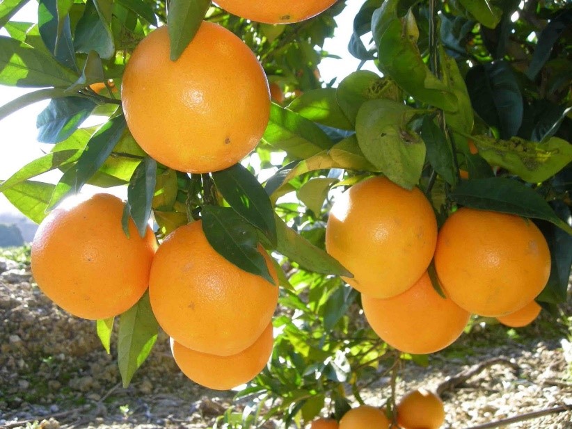 Naranjas de Montesa