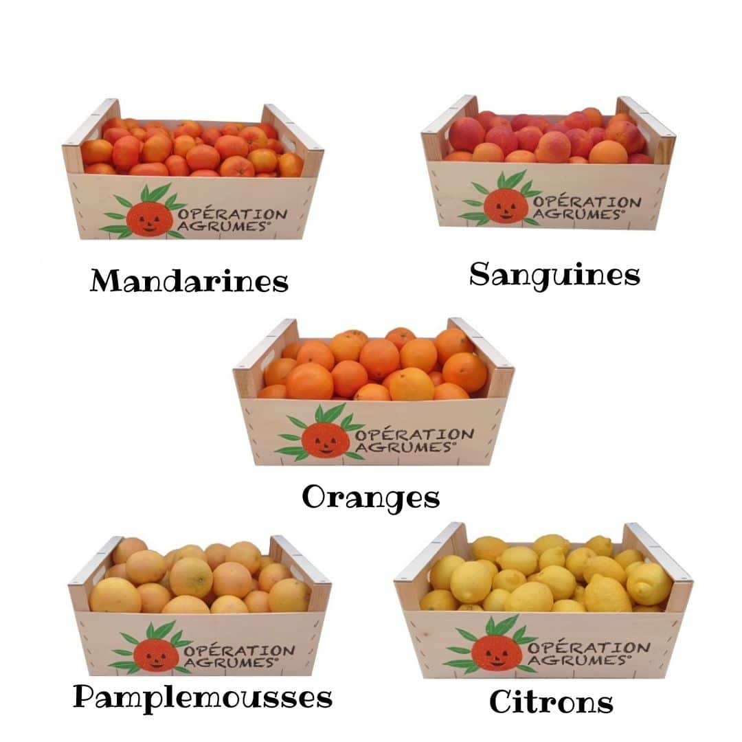 Naranjas de Montesa venta de cajas enteras