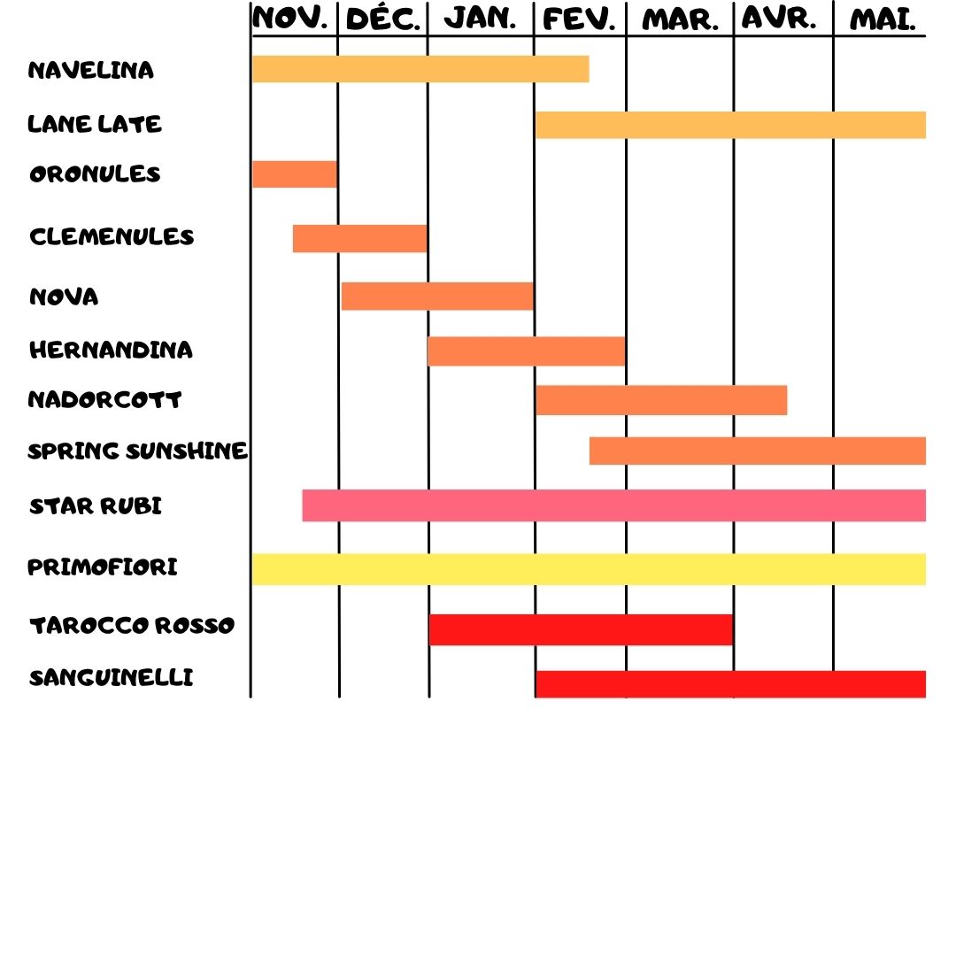 Calendario de maduración Naranjas de Montesa