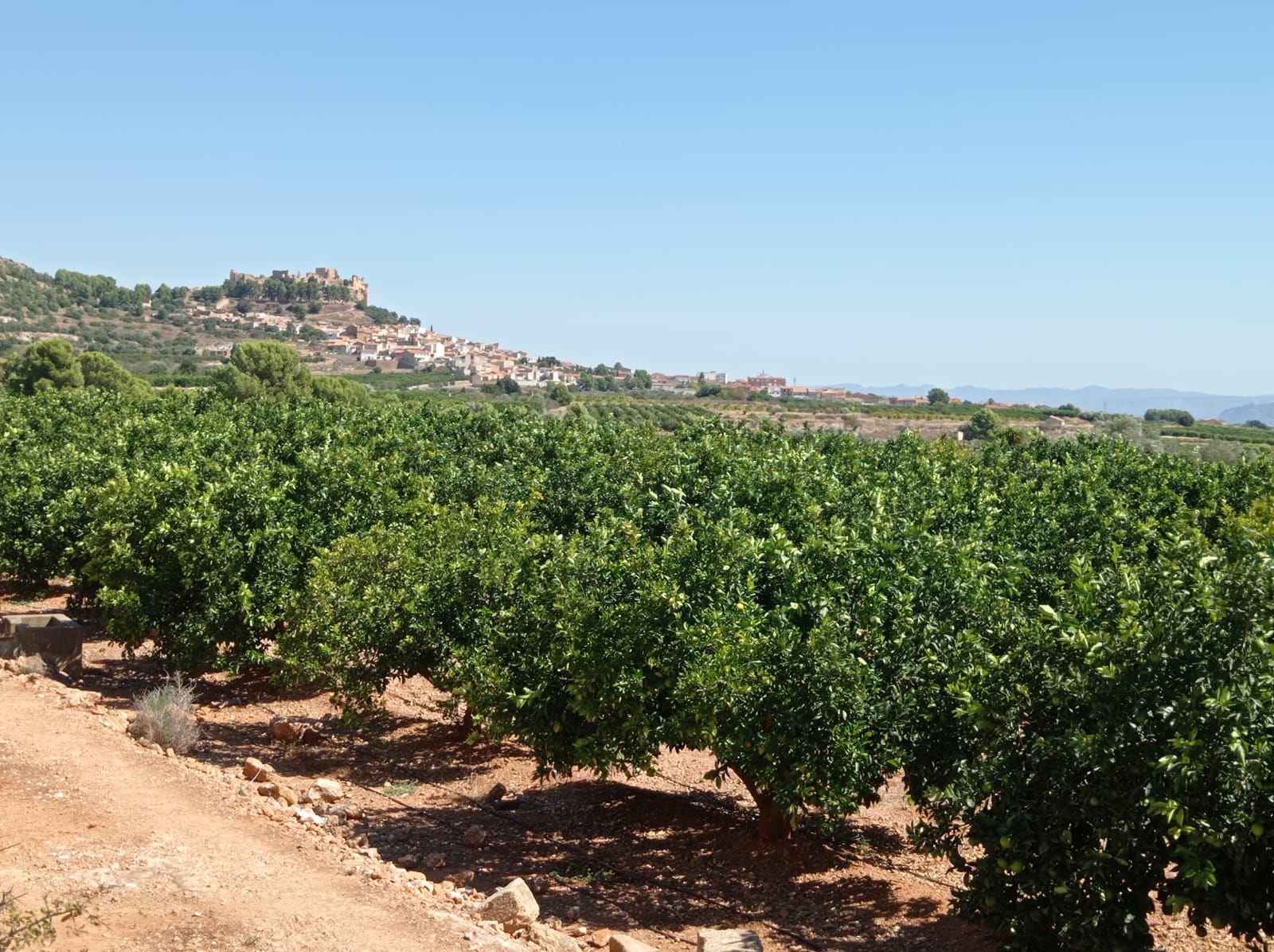 Naranjas de Montesa nuestros campos