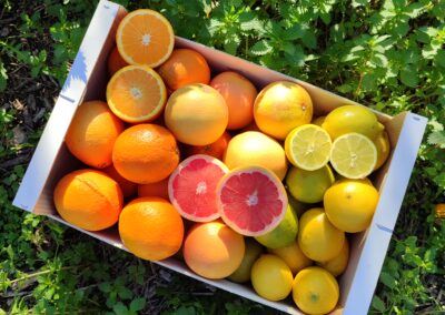 Cajas especiales de Naranjas de Montesa