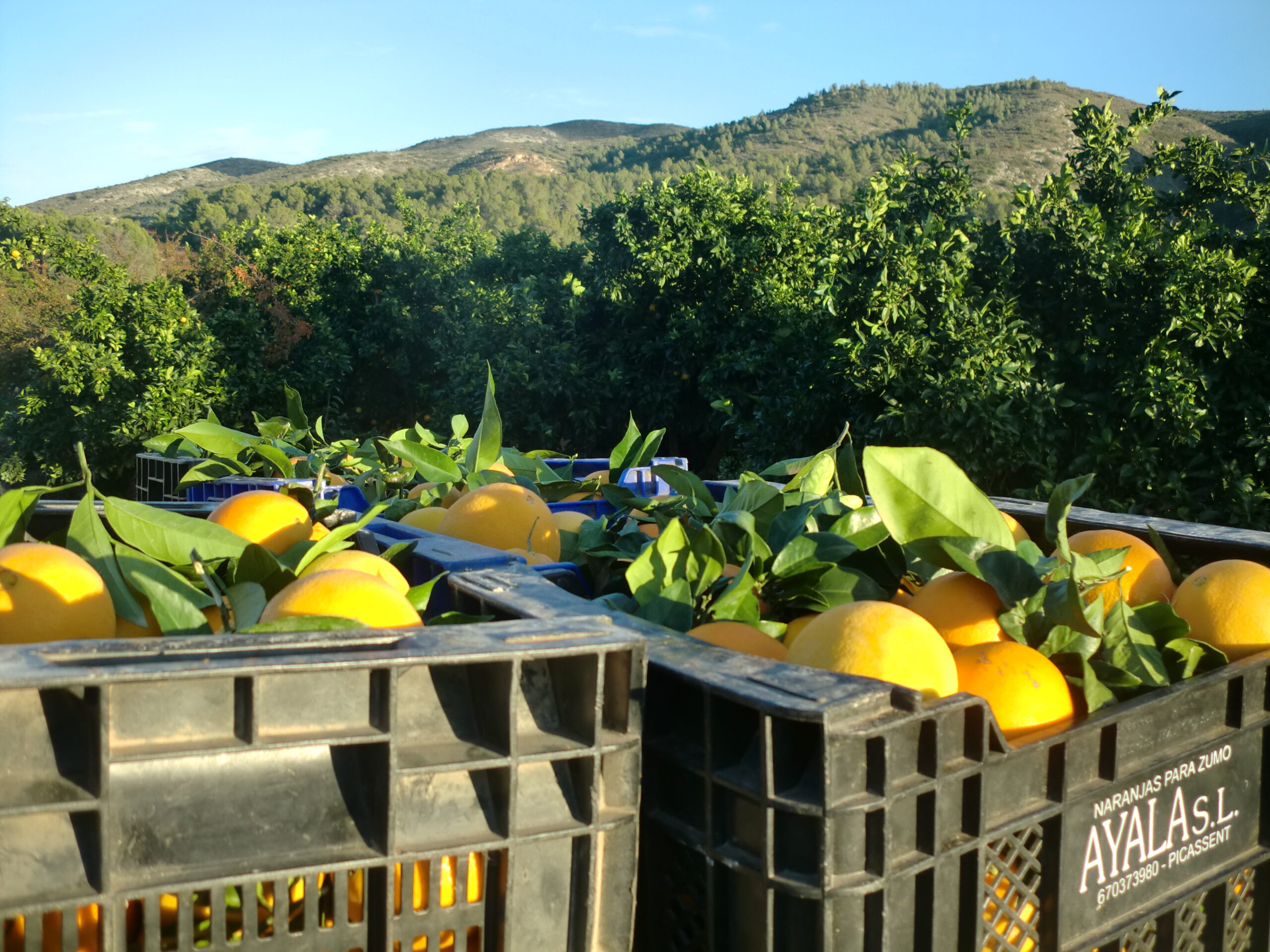 Venta de naranjas Naranjas de Montesa