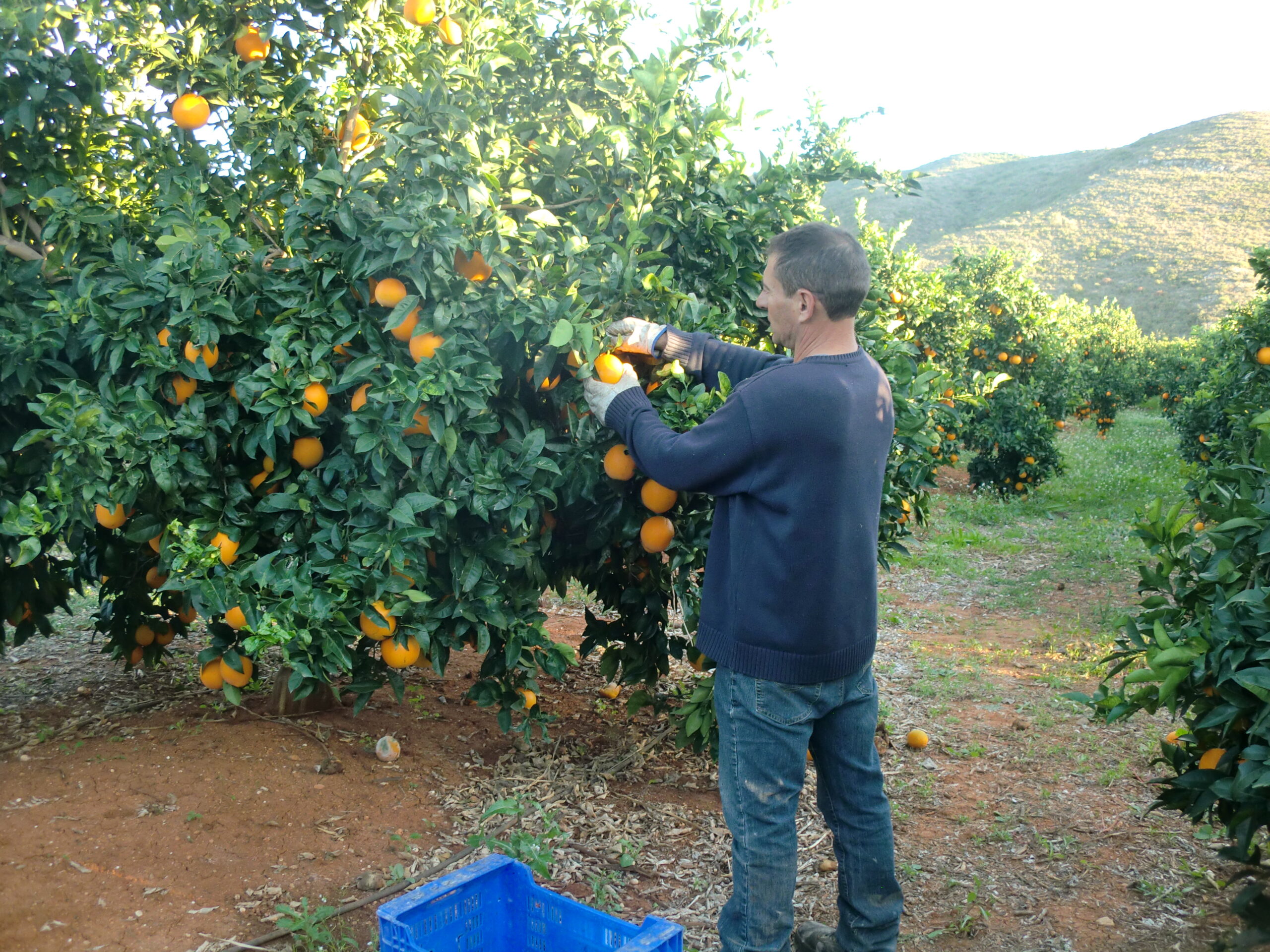 Agricultura sostenible Naranjas de Montesa