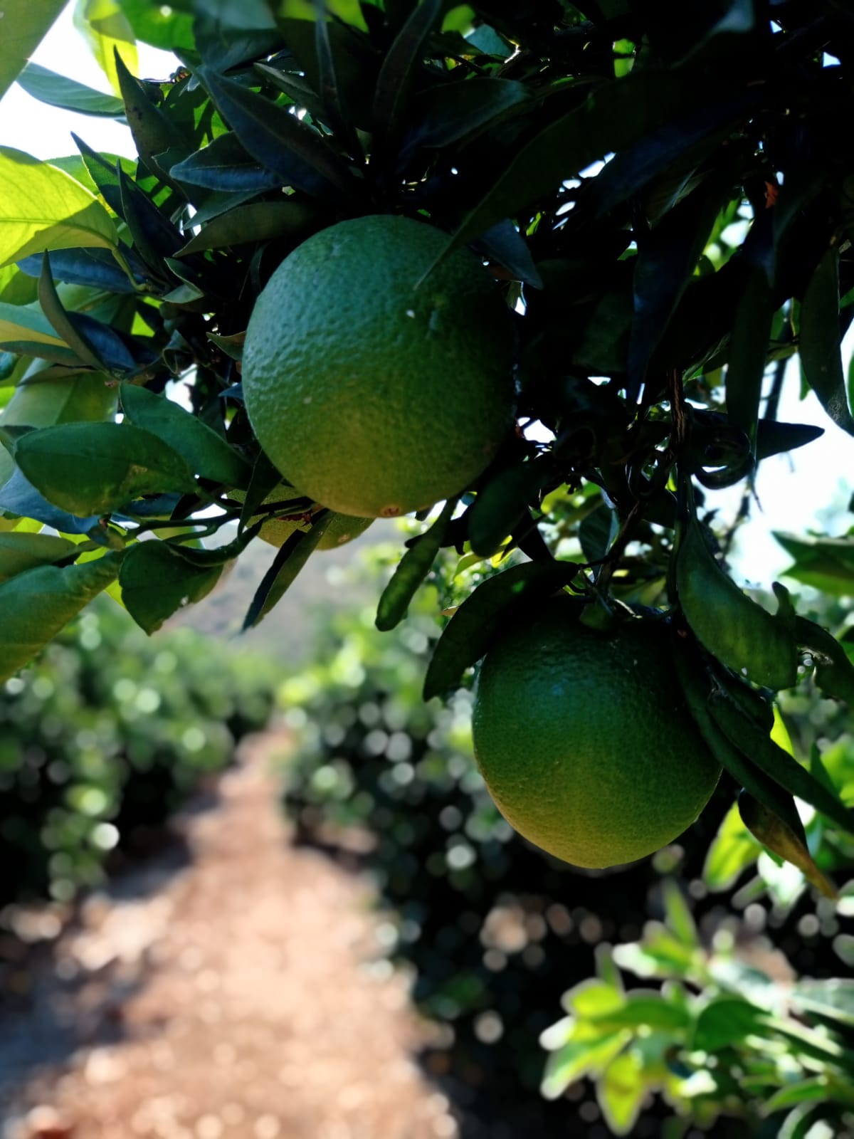 Agricultura Ecológica Naranjas de Montesa