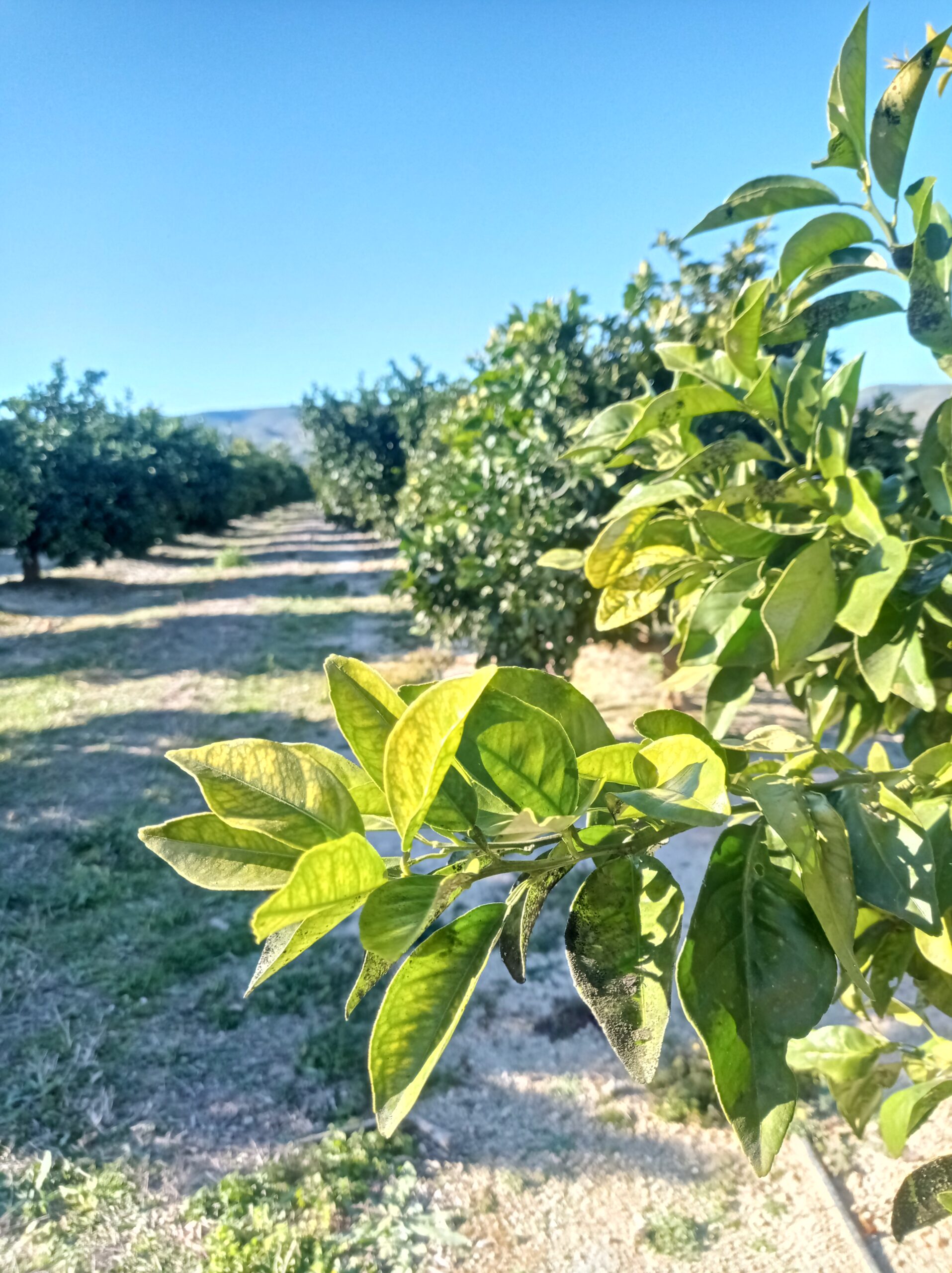 Naranjas de Montesa