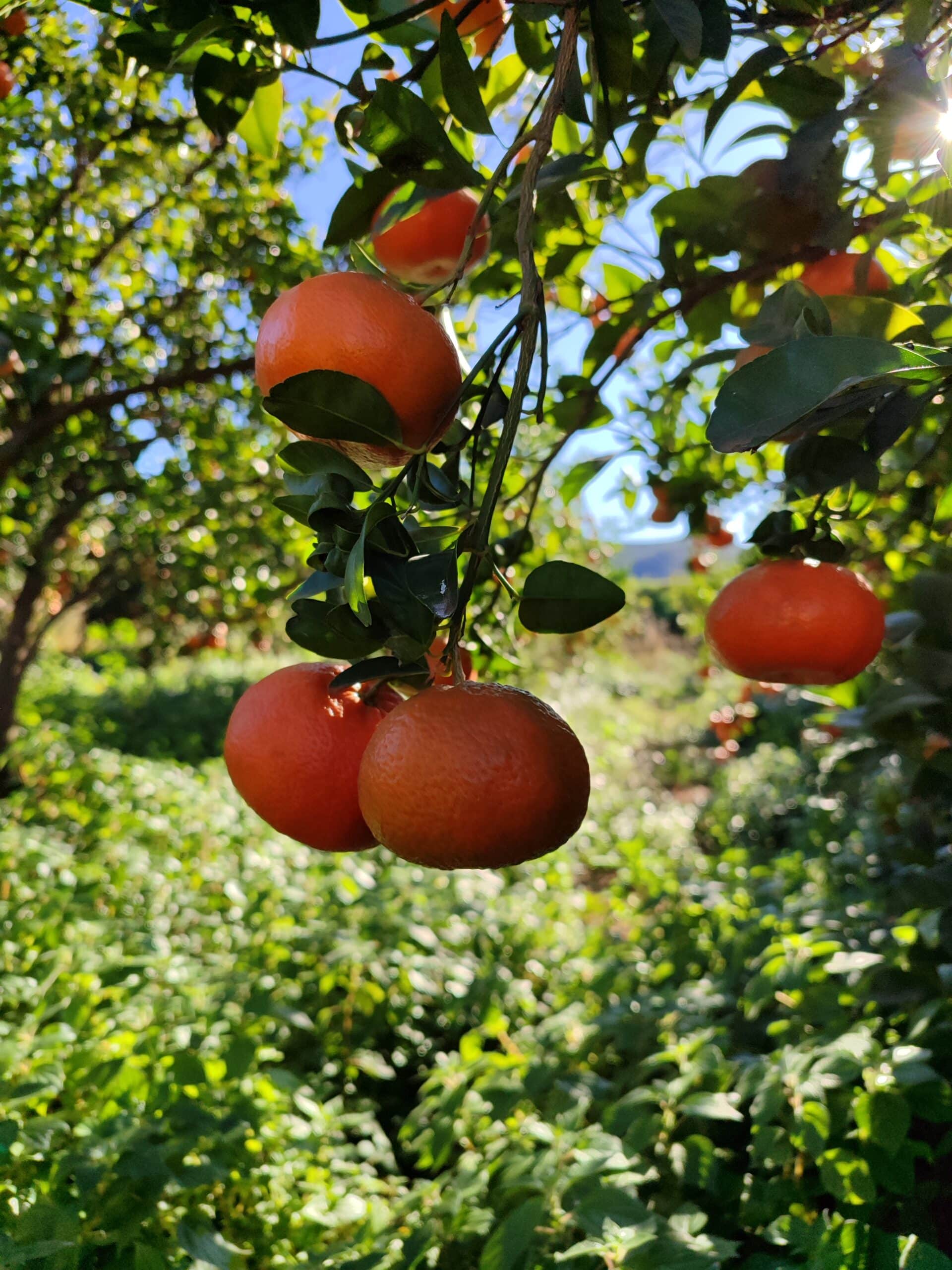 Naranjas de Montesa