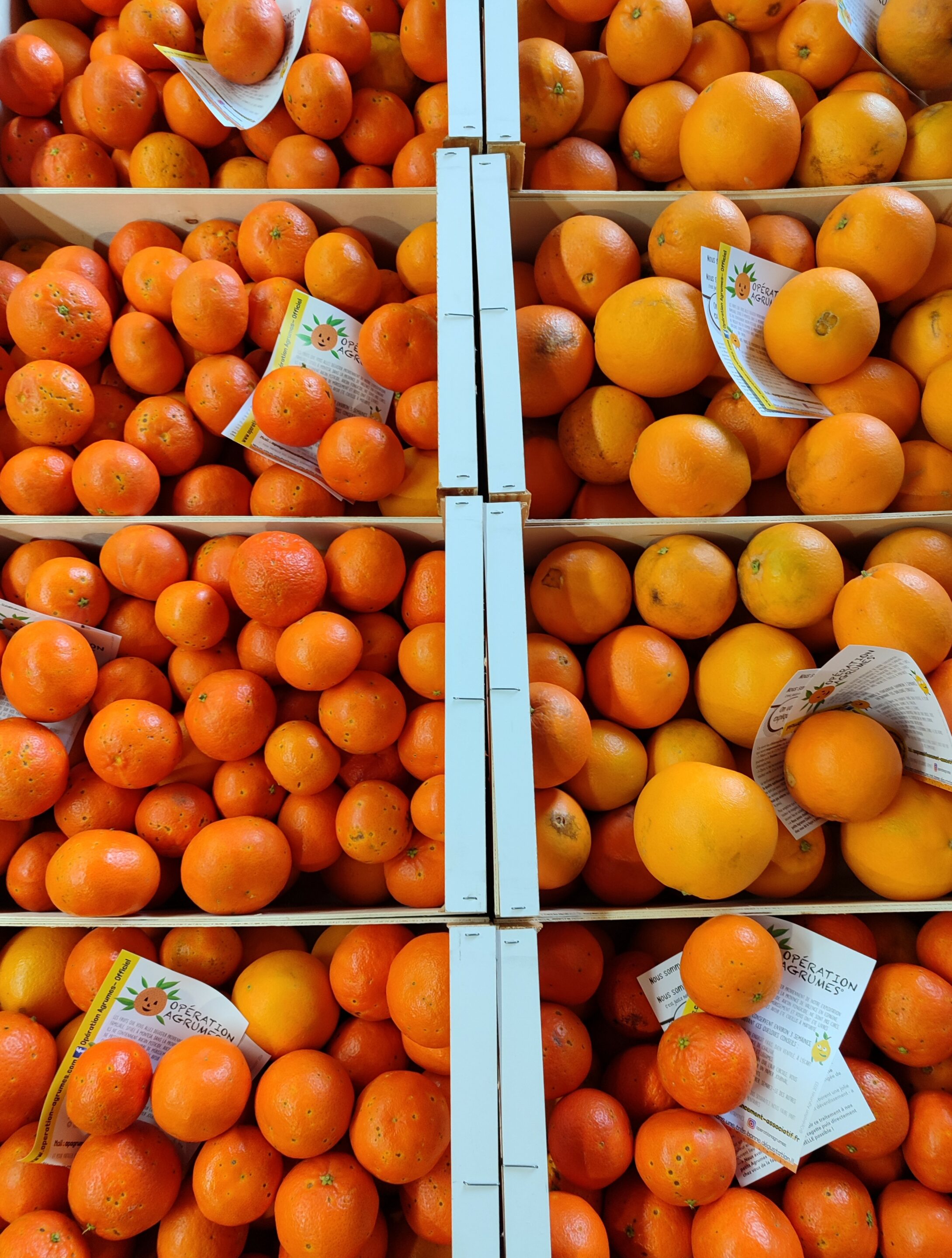 Pedidos de naranjas de Valencia Naranjas de Montesa