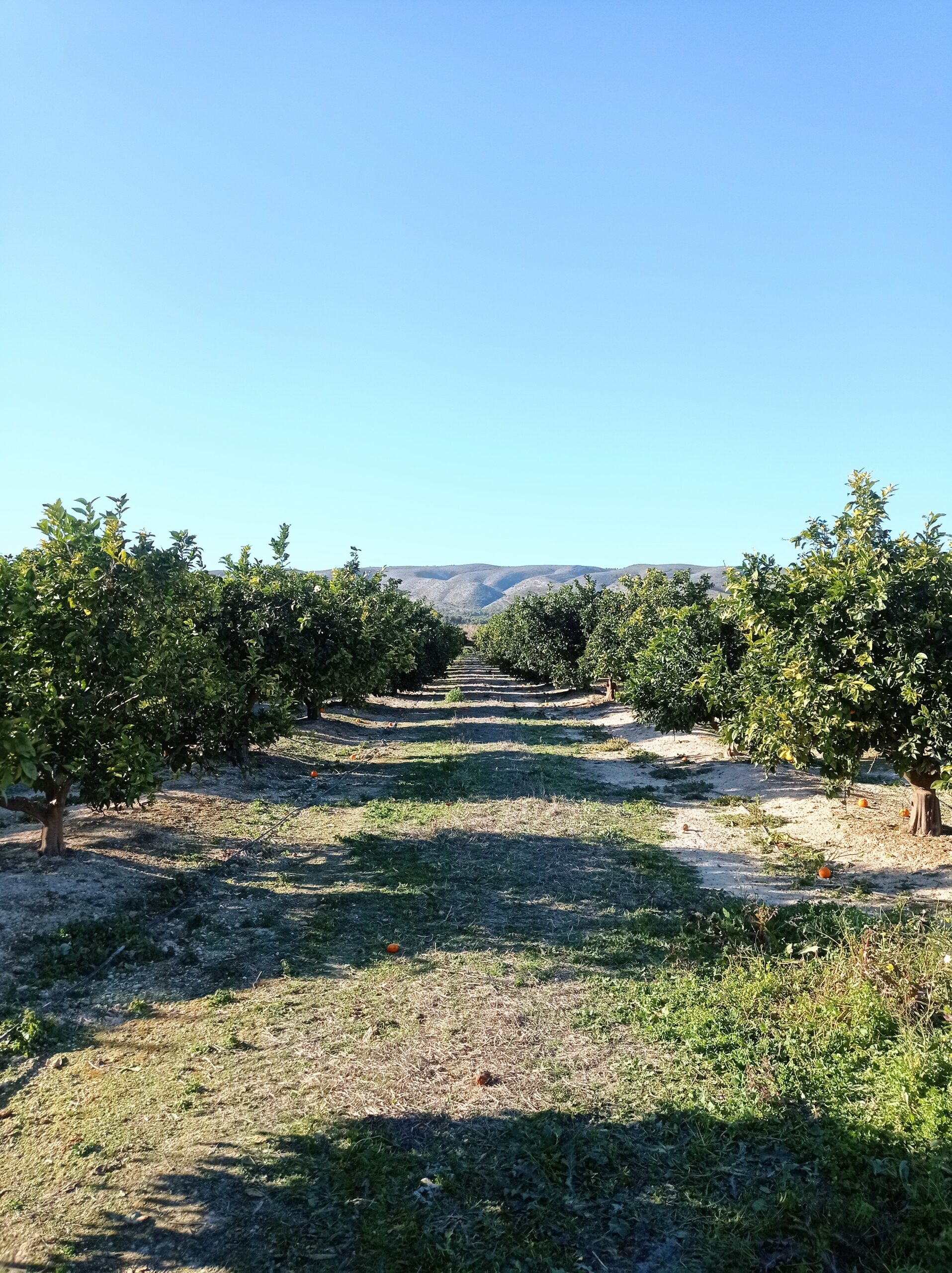 Naranjas de Montesa nuestros campos