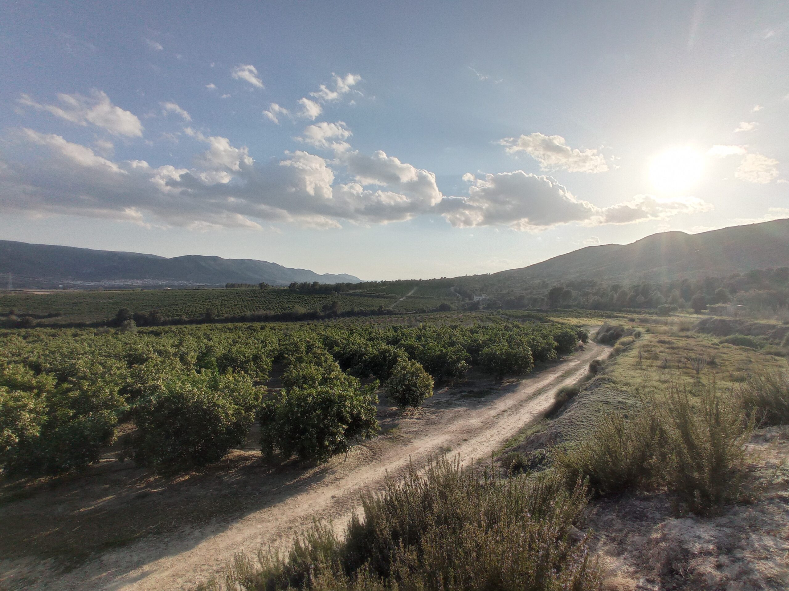 Naranjas de Montesa nuestros campos