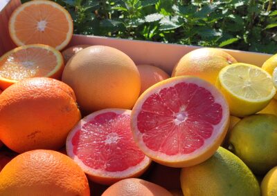 Cajas especiales de Naranjas de Montesa